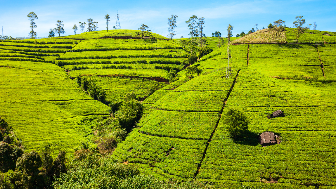 Hill Country Expedition